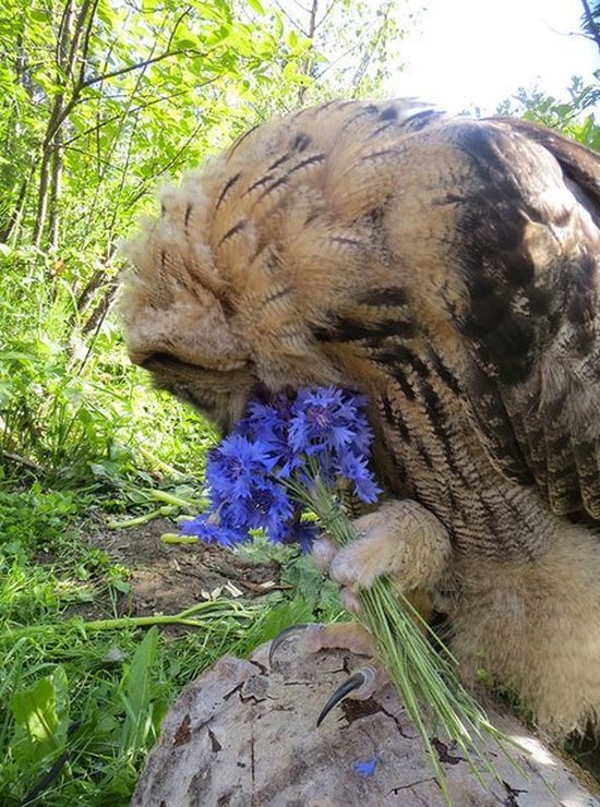 This Owl Does Not Like Having His Photo Taken (3 pics)