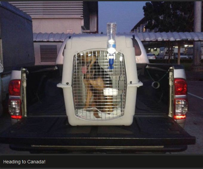Leo The Dog Moves To Canada (11 pics)