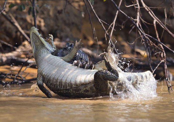 Jaguar Takes On A Crocodile In Epic Battle (4 pics)