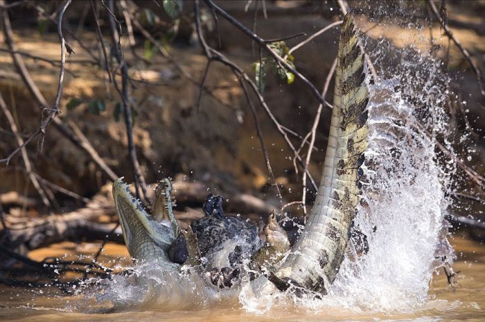 Jaguar Takes On A Crocodile In Epic Battle (4 pics)