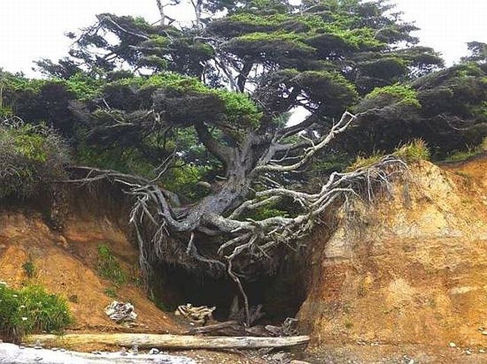 Acid Picdump (111 pics)