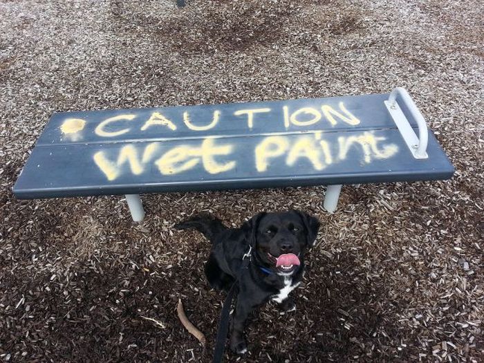 Acid Picdump (111 pics)
