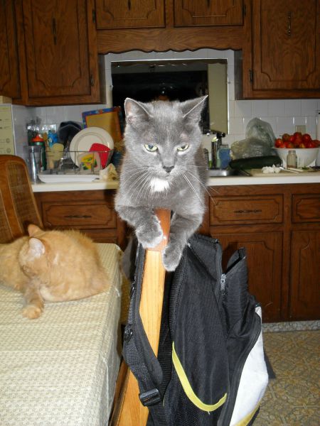 Acid Picdump (111 pics)
