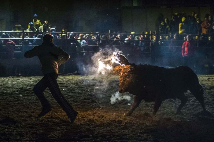 Live Bulls Are Being Set On Fire At This Spanish Festival (22 pics)
