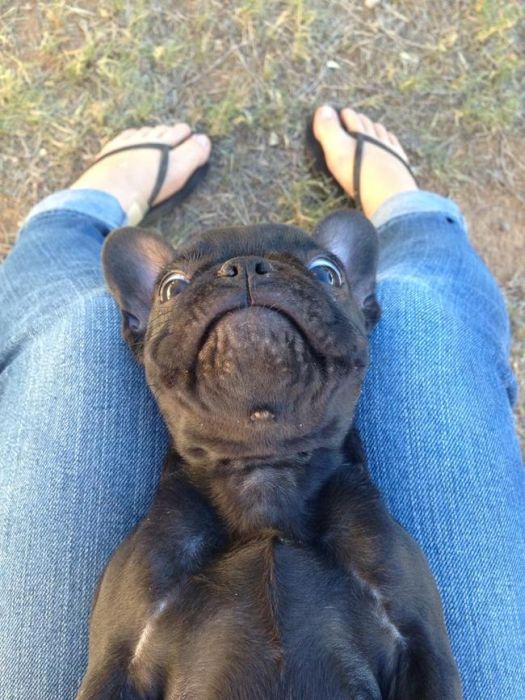 These Puppies Are Just Plain Adorable (44 pics)