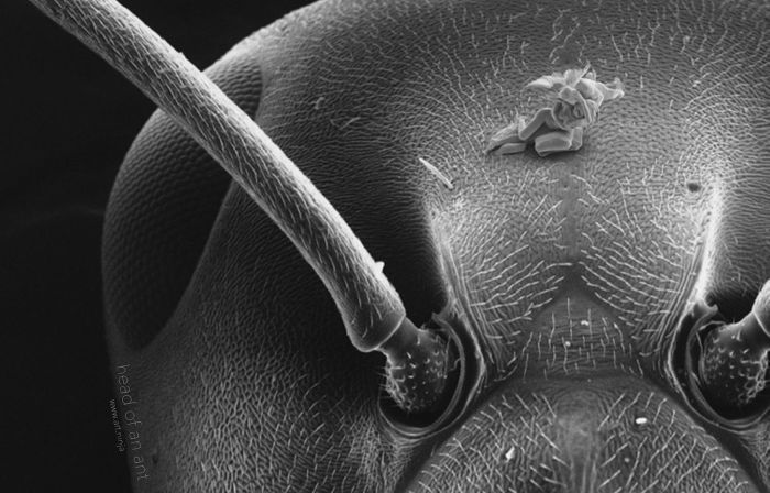 The Smallest Sculptures In The World (9 pics)