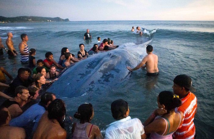 50 People Try To Save A Beached Whale (12 pics)