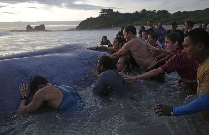 50 People Try To Save A Beached Whale (12 pics)