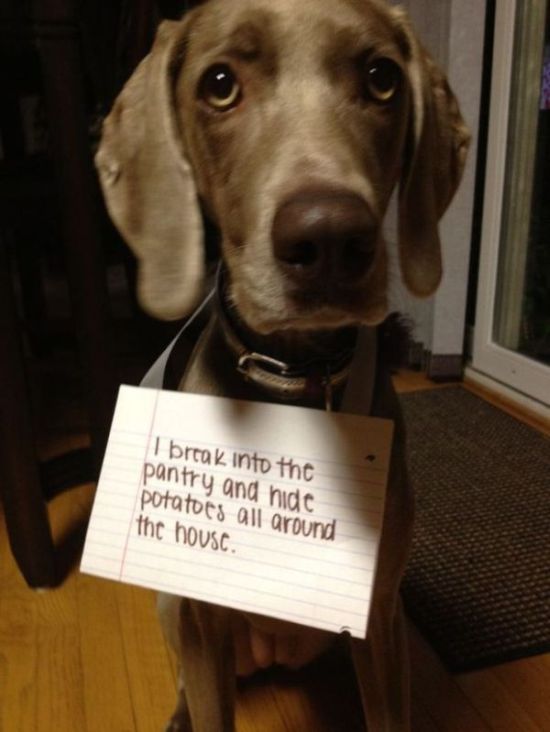 Dog Shaming Is Always Hilarious (33 pics)