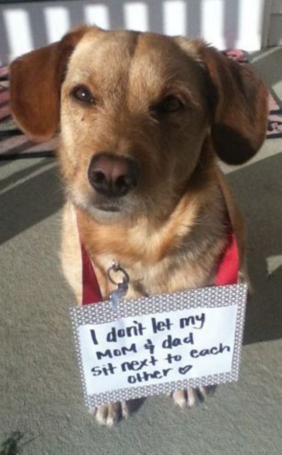 Dog Shaming Is Always Hilarious (33 pics)