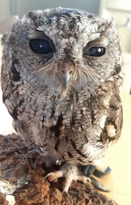 This Owl Has Stars In His Eyes (7 pics)
