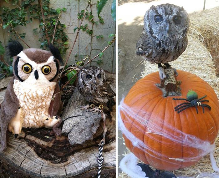 This Owl Has Stars In His Eyes (7 pics)