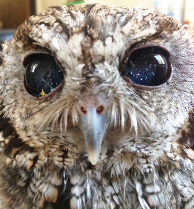 This Owl Has Stars In His Eyes (7 pics)