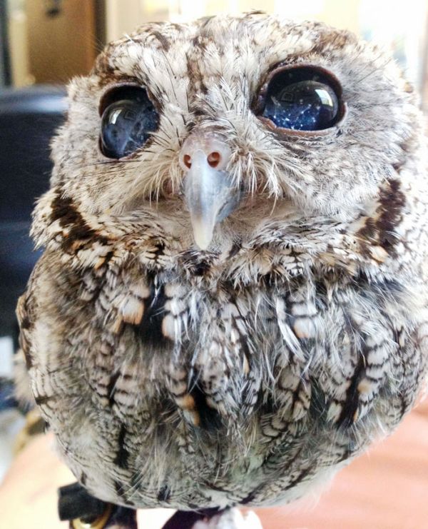 This Owl Has Stars In His Eyes (7 pics)