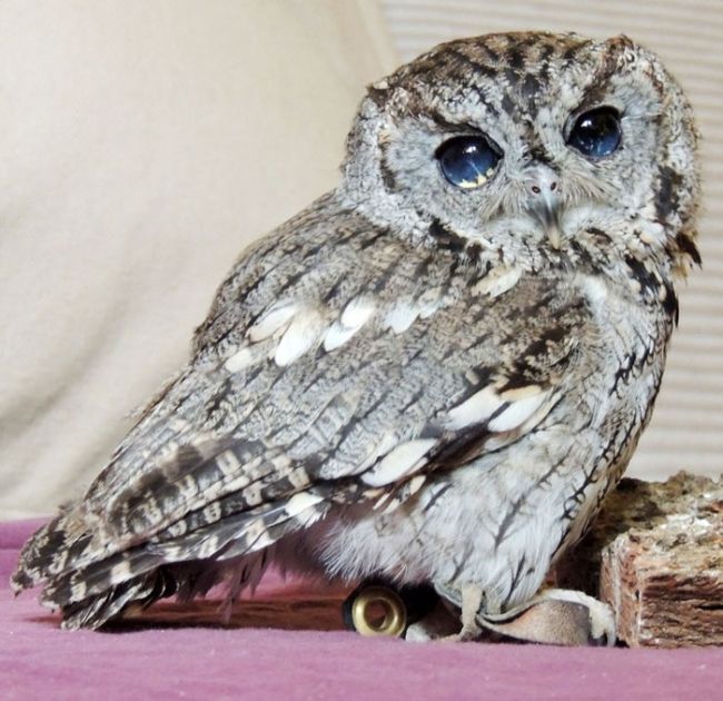 This Owl Has Stars In His Eyes (7 pics)