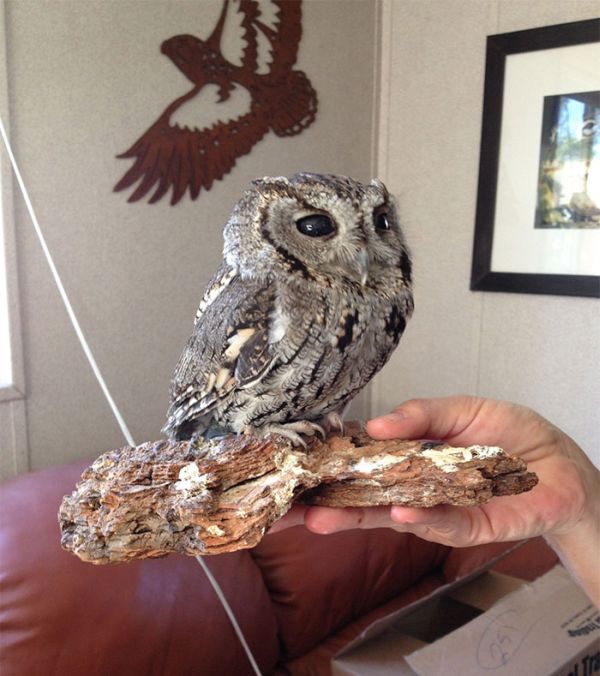 This Owl Has Stars In His Eyes (7 pics)