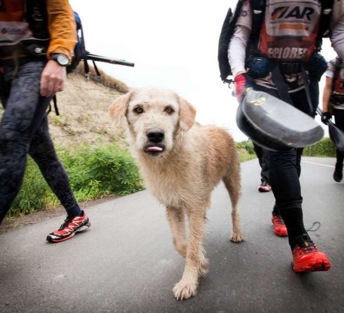 Stray Dog Joins Swedish Sports Team (20 pics)