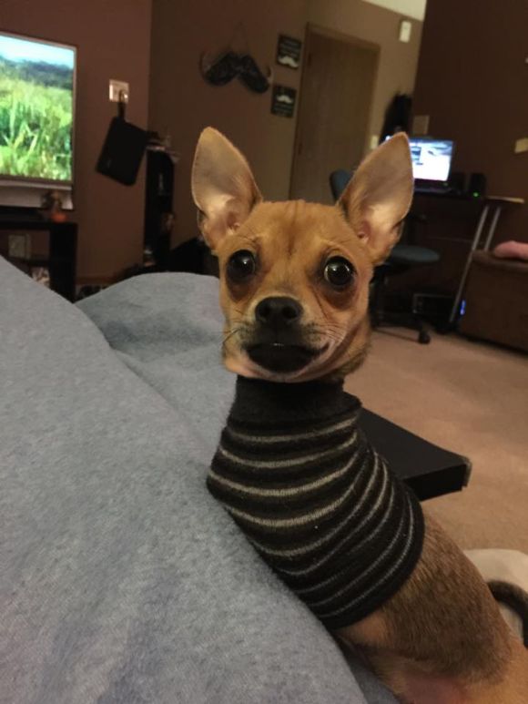 Two-Legged Chihuahua Finds A New Way To Get Around (19 pics)