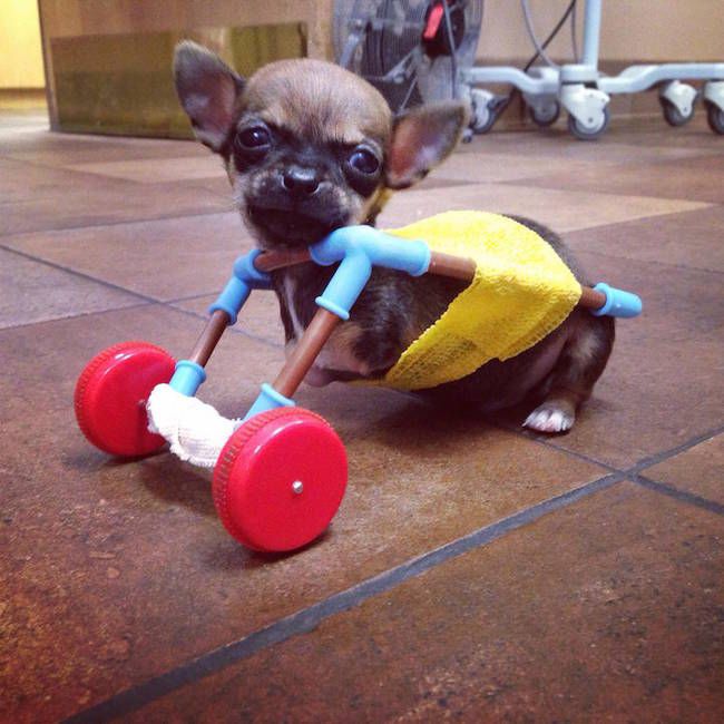 Two-Legged Chihuahua Finds A New Way To Get Around (19 pics)