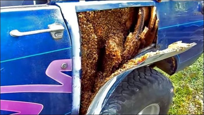 Huge Bees Nest Inside Of A Car (4 pics)