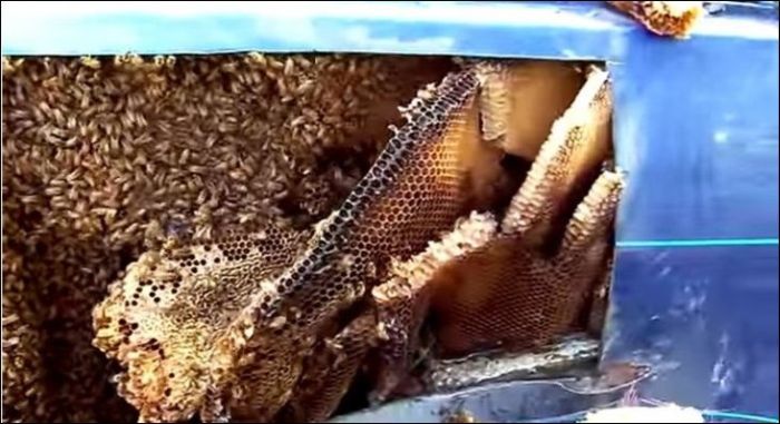Huge Bees Nest Inside Of A Car (4 pics)