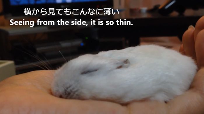 How to Make a Thin Hamster (11 pics)