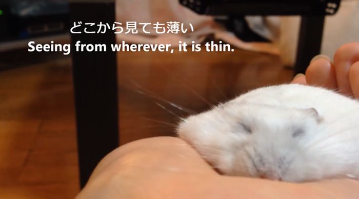 How to Make a Thin Hamster (11 pics)