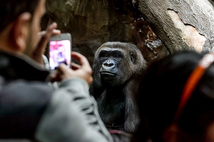 An Inside Look At Zoos From Around the World (36 pics)