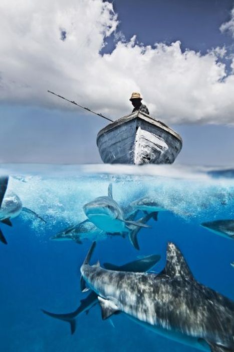 Stunning Photographs Of Life Above And Below Water (50 pics)