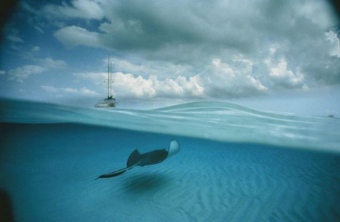 Stunning Photographs Of Life Above And Below Water (50 pics)