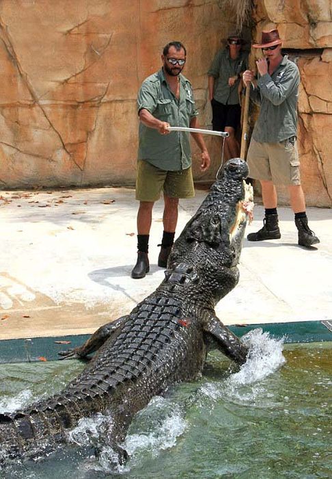 These Brave Men Came Face To Face With Crocodiles (12 pics)