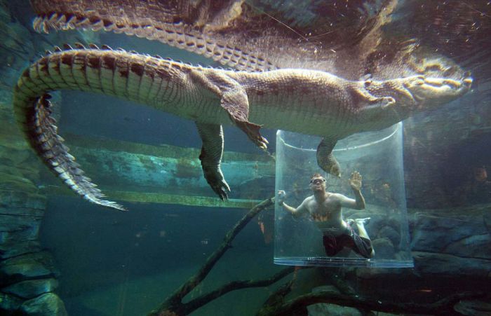 These Brave Men Came Face To Face With Crocodiles (12 pics)
