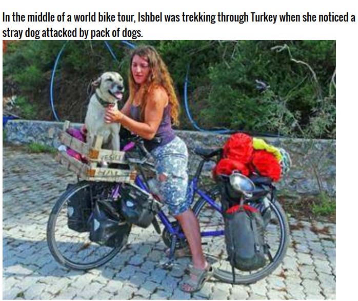 This Woman Did Something Incredible For A Stray Dog (5 pics)