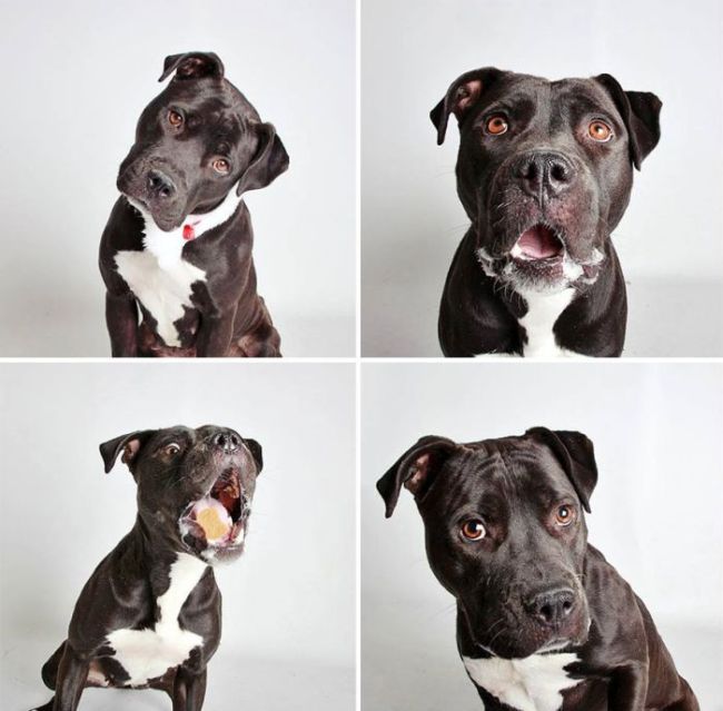 Pit Bull Finds Home Thanks To Cute Photobooth Pic (16 pics)