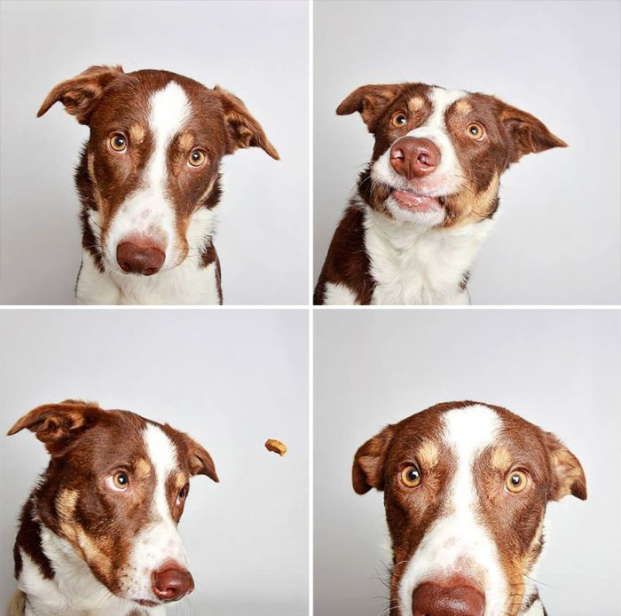 Pit Bull Finds Home Thanks To Cute Photobooth Pic (16 pics)