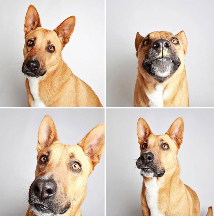 Pit Bull Finds Home Thanks To Cute Photobooth Pic (16 pics)