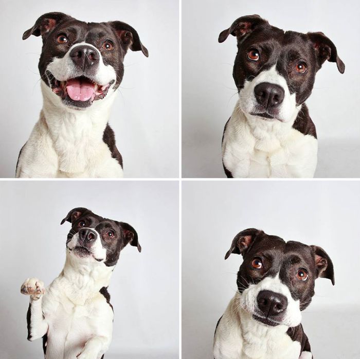 Pit Bull Finds Home Thanks To Cute Photobooth Pic (16 pics)