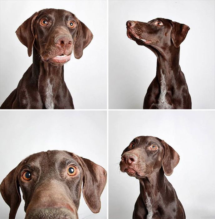 Pit Bull Finds Home Thanks To Cute Photobooth Pic (16 pics)