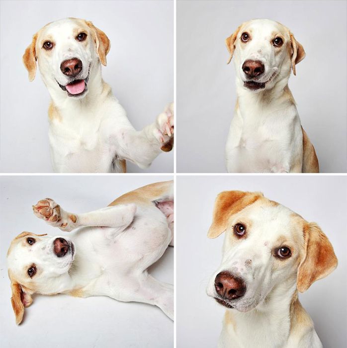 Pit Bull Finds Home Thanks To Cute Photobooth Pic (16 pics)