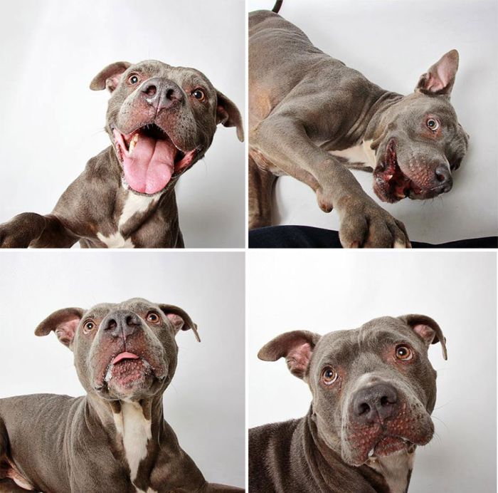 Pit Bull Finds Home Thanks To Cute Photobooth Pic (16 pics)