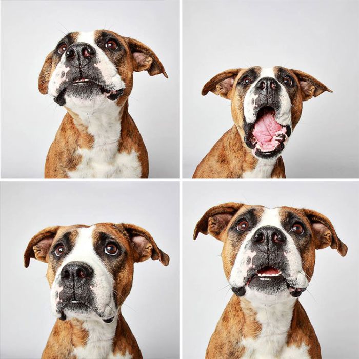 Pit Bull Finds Home Thanks To Cute Photobooth Pic (16 pics)