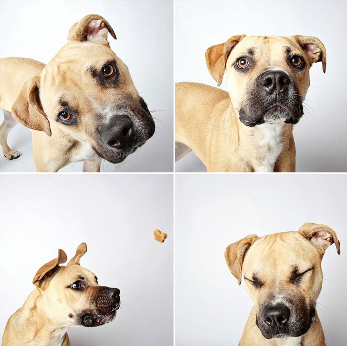 Pit Bull Finds Home Thanks To Cute Photobooth Pic (16 pics)