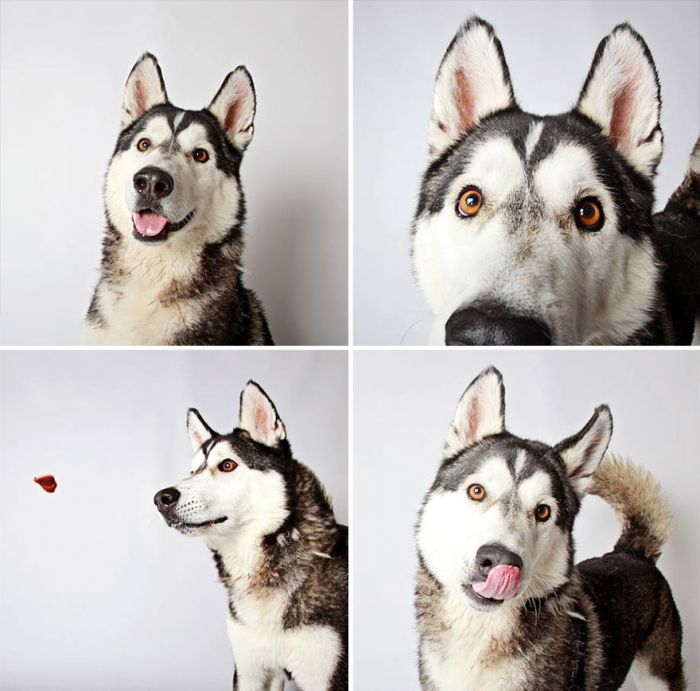 Pit Bull Finds Home Thanks To Cute Photobooth Pic (16 pics)