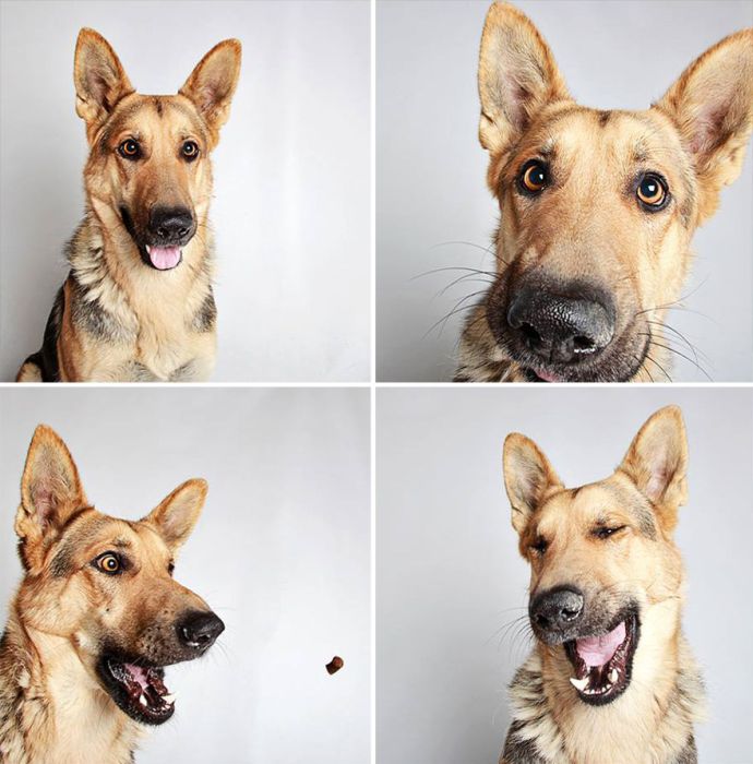 Pit Bull Finds Home Thanks To Cute Photobooth Pic (16 pics)