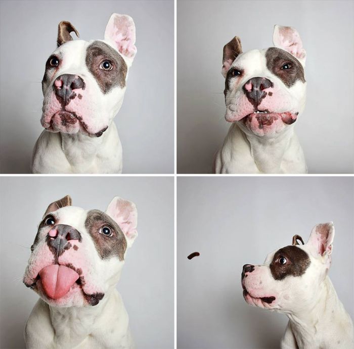 Pit Bull Finds Home Thanks To Cute Photobooth Pic (16 pics)