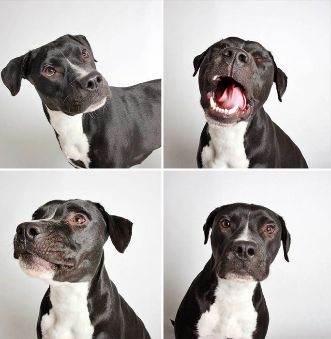 Pit Bull Finds Home Thanks To Cute Photobooth Pic (16 pics)