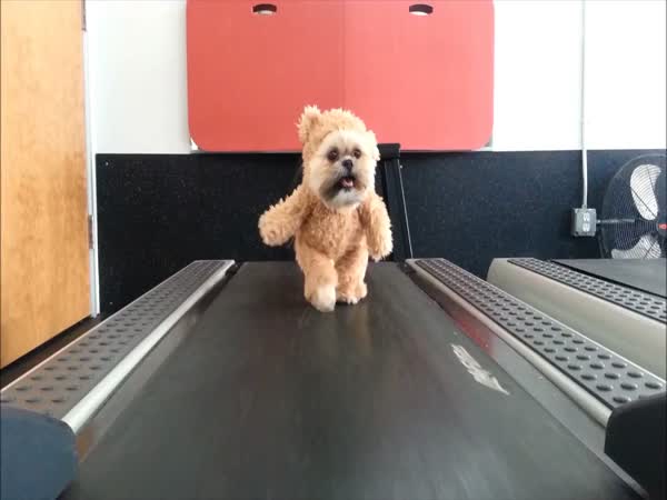 Munchkin The Teddy Bear Gets Her Exercise