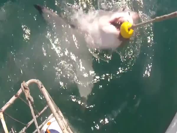 Shark Cage Nearly Breaks