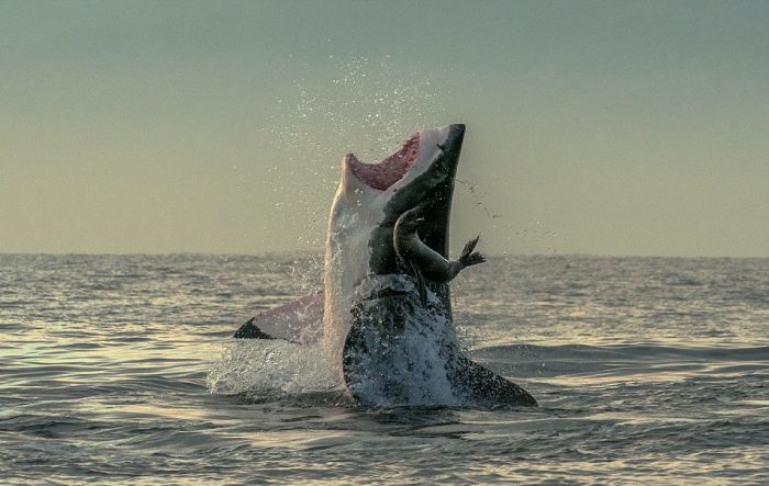 Seal Almost Becomes Dinner For A Shark (3 pics)