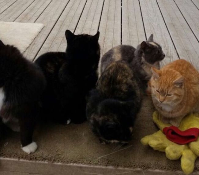 This Dad Gave Stray Cats A Place To Go On Thanksgiving (3 pics)